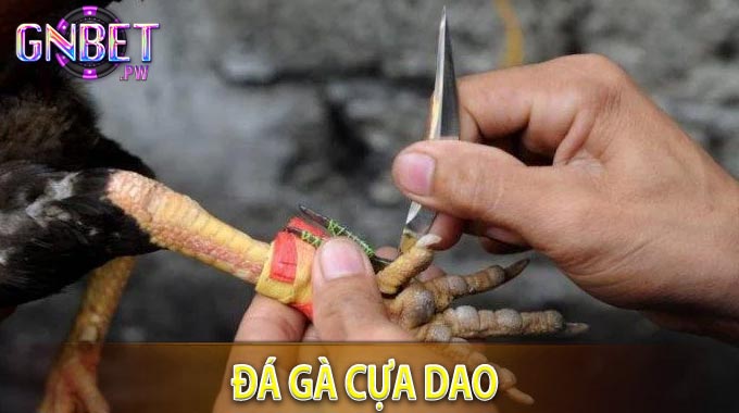 Đá gà cựa dao