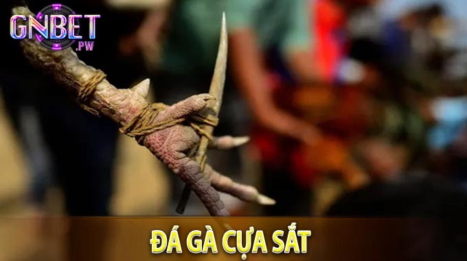 Đá gà cựa sắt 
